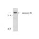 connexin 36 Antibody (H-9) - Western Blotting - Image 301404 