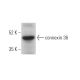 connexin 36 Antibody (H-9) - Western Blotting - Image 374341 