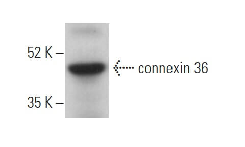 connexin 36 Antibody (H-9) | SCBT - Santa Cruz Biotechnology