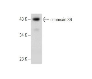 connexin 36 Antibody (H-9) - Western Blotting - Image 300540