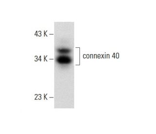 western blotting image from recommended connexin 40 (B-3) monoclonal antibody replacement. Image 137792