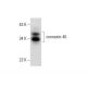 western blotting image from recommended connexin 40 (B-3) monoclonal antibody replacement. Image 137792