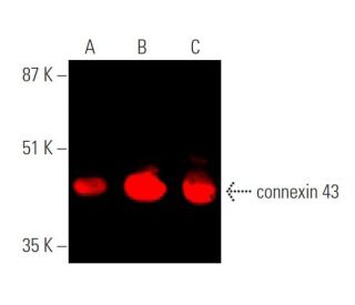 western blotting image from recommended connexin 43 (F-7) monoclonal antibody replacement. Image 374224