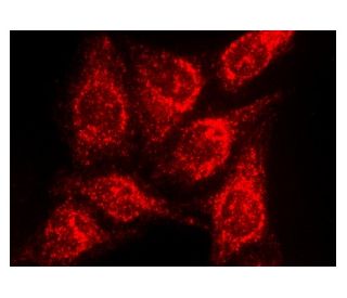 connexin 43 Antibody (CXN-6) - Immunofluorescence - Image 142924 