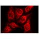 connexin 43 Antibody (CXN-6) - Immunofluorescence - Image 142924 