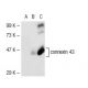 connexin 43 Antibody (CXN-6) - Western Blotting - Image 41768 