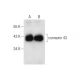connexin 43 Antibody (CXN-6) - Western Blotting - Image 55778