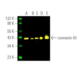 ミッコ様 XRCC4 Antibody (C-4) | SCBT - Santa Cruz Biotechnology