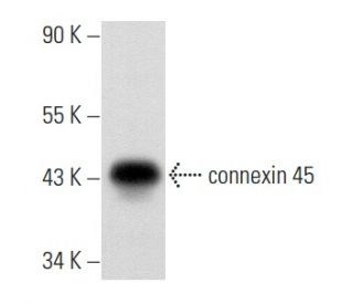 western blotting image from recommended connexin 45 (G-7) monoclonal antibody replacement. Image 356836