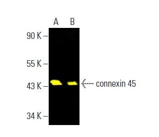 connexin 45 Antibody (G-7) - Western Blotting - Image 397473