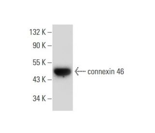 connexin 46 Antibody (E-10): sc-365393