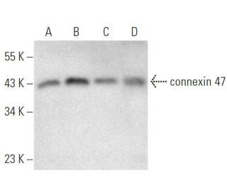 connexin 47 Antibody (391CT6.4.3) - Western Blotting - Image 374592 