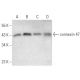 connexin 47 Antibody (391CT6.4.3) - Western Blotting - Image 374592 
