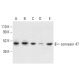 connexin 47 Antibody (391CT6.4.3) - Western Blotting - Image 404261