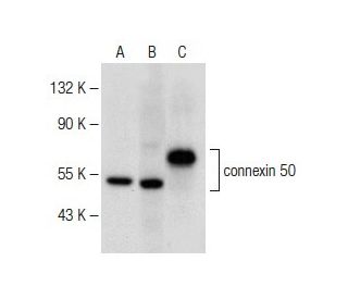 connexin 50 Antibody (B-11) - Western Blotting - Image 147994 