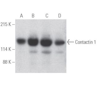 Contactin 1 Antibody (41) - Western Blotting - Image 398054The Double Nickase Plasmid features a U6 promoter for sgRNA expression, a 20 nt targeting sequence, and a gRNA scaffold to guide Cas9n. It includes a CBh promoter for Cas9n (D10A) and puromycin resistance, GFP for transfection verification, and nuclear localization signals (NLS). The 2A peptide allows co-expression of Cas9n and Puro from a single promoter, enabling precise genome editing with reduced off-target effects.