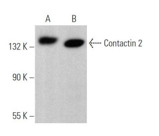 Contactin 2 Antibody (F-1) - Western Blotting - Image 367012 