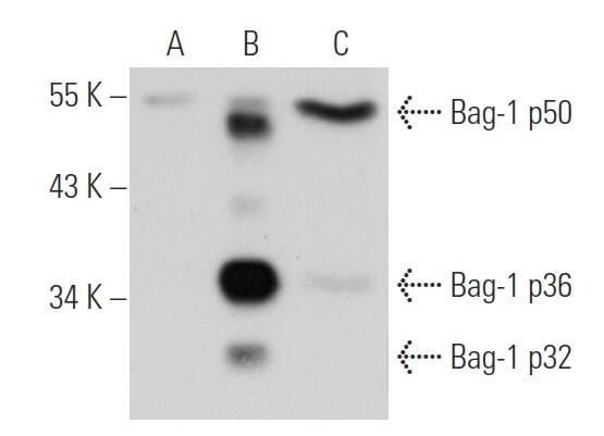 Control 293T Lysate | SCBT - Santa Cruz Biotechnology