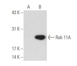 Rab 11A (D-3): sc-166523. Western blot analysis of Rab 11A expression in non-transfected: sc-117750 (A) and mouse Rab 11A 