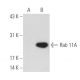 Rab 11A (D-3): sc-166523. Western blot analysis of Rab 11A expression in non-transfected: sc-117750 (A) and mouse Rab 11A 