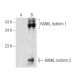 RANKL (G-1): sc-377079. Western blot analysis of RANKL expression in non-transfected: sc-117750 (A) and human RANKL transf