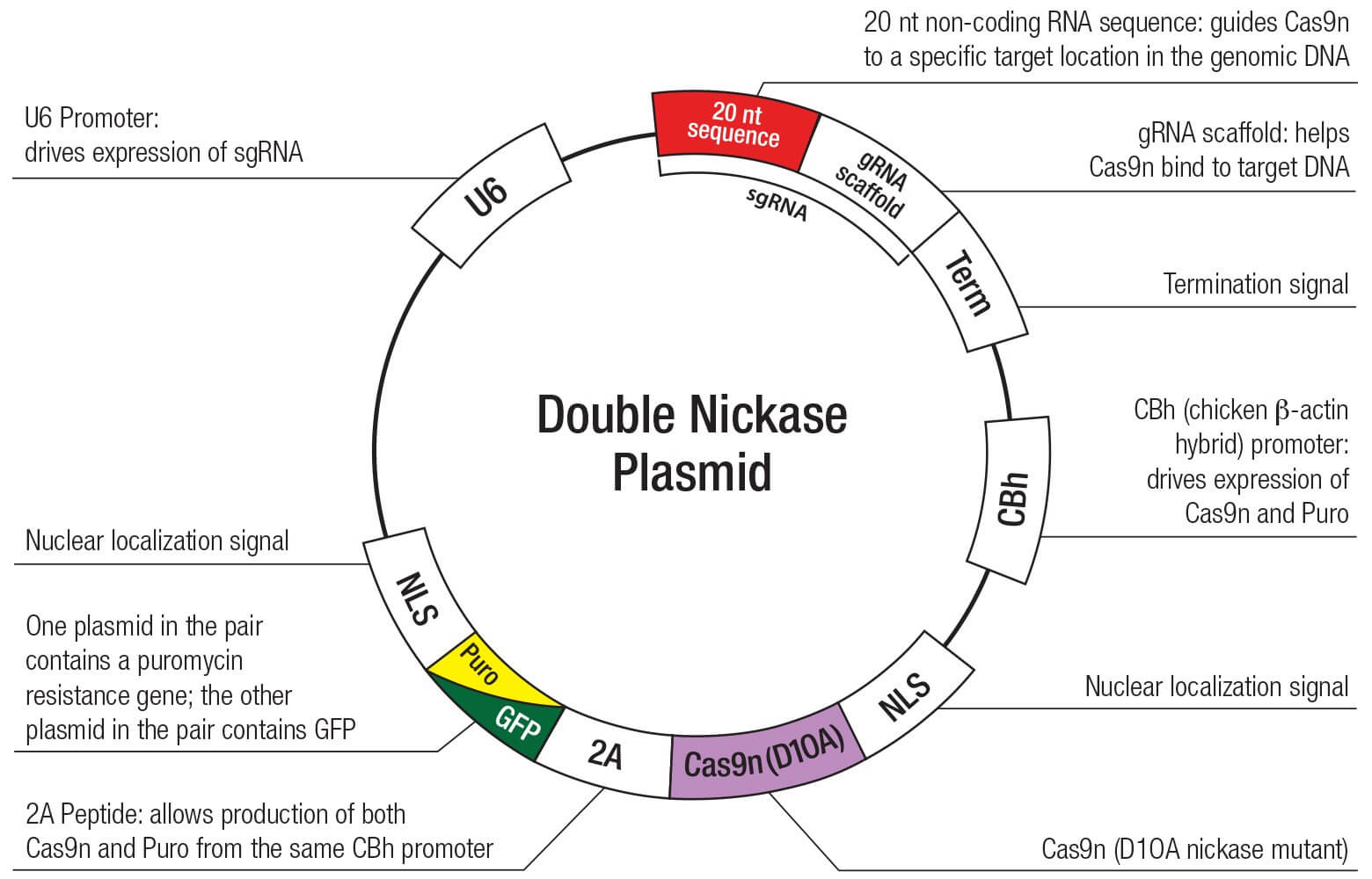 Control CRISPR Cas9 Plasmid SCBT Santa Cruz Biotechnology