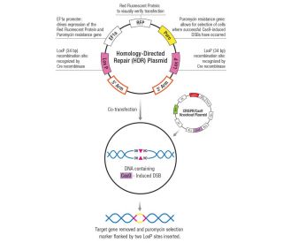 Control CRISPR Cas9 Plasmid SCBT Santa Cruz Biotechnology