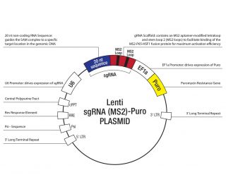 Control CRISPR Cas9 Plasmid SCBT Santa Cruz Biotechnology