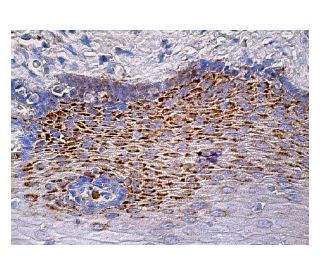 COP1 Antibody (B-12) - Immunohistochemistry - Image 159521 