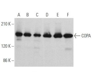 Anti Copa Antibody H 3 Scbt Santa Cruz Biotechnology