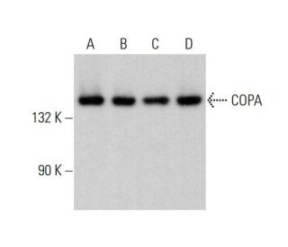 COPA Antibody (H-3) - Western Blotting - Image 383248