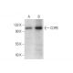 COPB Antibody (C-11) - Western Blotting - Image 61871