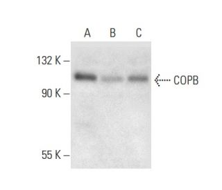 COPB Antibody (C-11) - Western Blotting - Image 301273 
