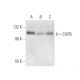 COPB Antibody (C-11) - Western Blotting - Image 301273 