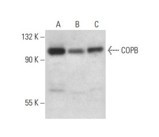 COPB Antibody (D-9) - Western Blotting - Image 301274 