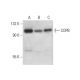 COPB Antibody (D-9) - Western Blotting - Image 301274 