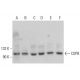 COPB Antibody (D-9) - Western Blotting - Image 376234 