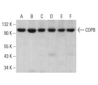 COPB Antibody (E-2) - Western Blotting - Image 383119