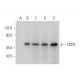 COPD Antibody (A-3) - Western Blotting - Image 314092