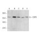 COPD Antibody (A-3) - Western Blotting - Image 351690 