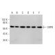 COPD Antibody (A-3) - Western Blotting - Image 377380 