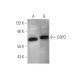 COPD Antibody (E-12) - Western Blotting - Image 350836 