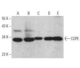 COPE Antibody (A-4) - Western Blotting - Image 364651 