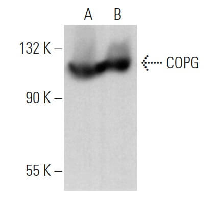 COPG Antibody (A-10) | SCBT - Santa Cruz Biotechnology
