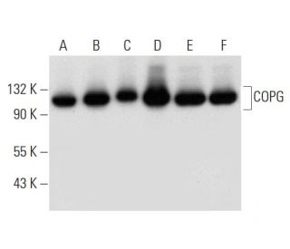 western blotting image from recommended COPG (A-10) monoclonal antibody replacement. Image 299449