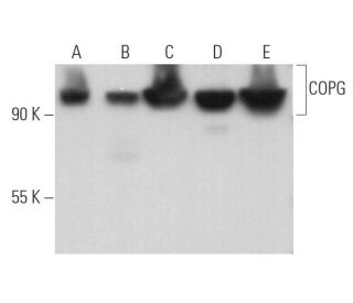 COPG Antibody (H-4) - Western Blotting - Image 363823 
