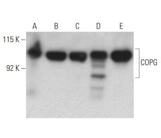 Anti Copg Antibody H 4 Scbt Santa Cruz Biotechnology