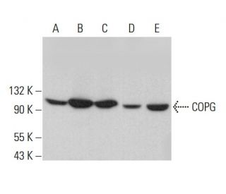 COPG Antibody (A-10) - Western Blotting - Image 383302 