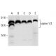copine 1/3 Antibody (A-7) - Western Blotting - Image 291942
