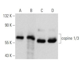 copine 1/3 Antibody (A-7) - Western Blotting - Image 353703 